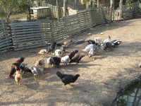 /album/galeria-de-fotos/imagens%20da%20chacara%20para%20divulga%c3%a7%c3%a3o%20013-jpg/